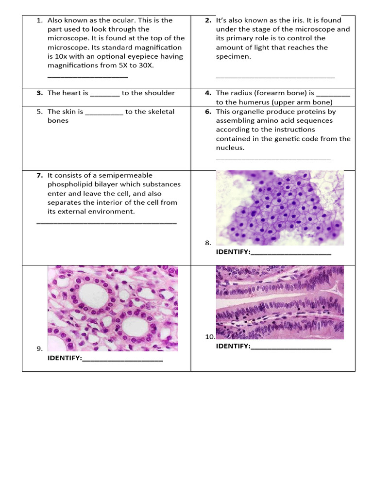 Exam Ana Lab | PDF | Nervous System | Skin