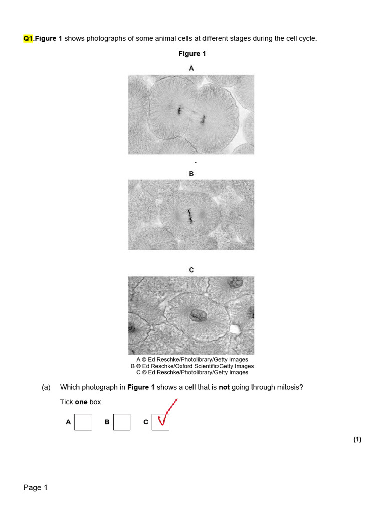 Ed Reschke's Cell Cycle Analysis | PDF | Stem Cell | Bone