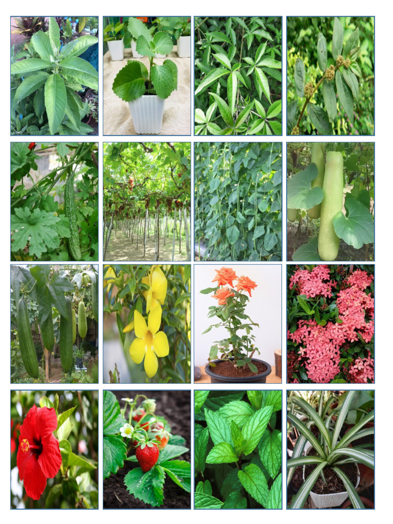 Ornamental Herbal Plants PDF