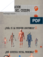 Organización Del Cuerpo Humano