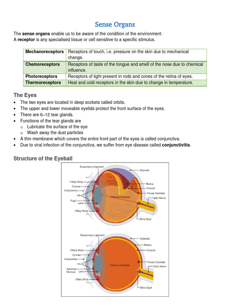 Sense Organs Notes For ICSE Class 10 Biology | PDF