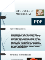 Life Cycle of Mushroom