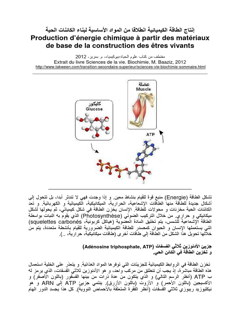 Energie ATP | PDF