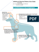 Protocles Anesthesie Chien Et Chat