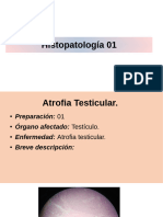 APG Prácticas de Histopatología (1-3)