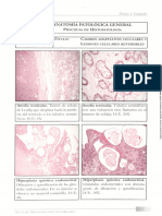 Atlas de Histopatología Veterinaria 1 Reducido
