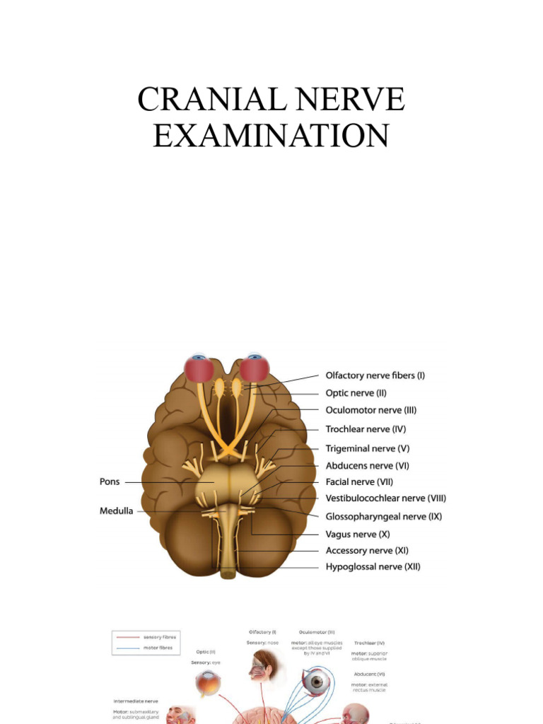 Cranial Nerve Examination Guide | PDF | Foreign Language Studies