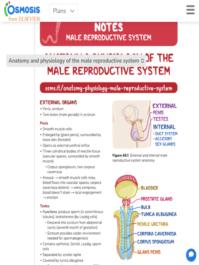 Male Reproductive System Notes Diagrams Illustrations Osmosis PDF