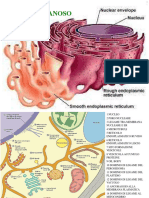 Il Sistema Endomembranoso