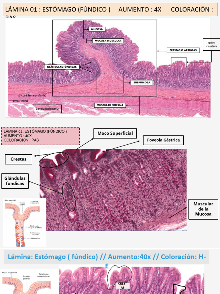 descripcion de laminas SEMANA 14_HISTOLOGÍA | PDF | Estómago | Membrana ...