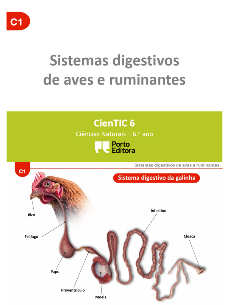 Sistema Digestivo da Galinha | PDF | Ruminante | Sistema digestivo humano