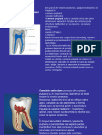 Curs Endo 01 Anatomia Pulpei Dentare