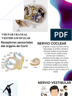 Viii Par Craneal Vestibulococlear