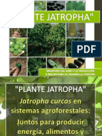 PLANTE JATROPHA