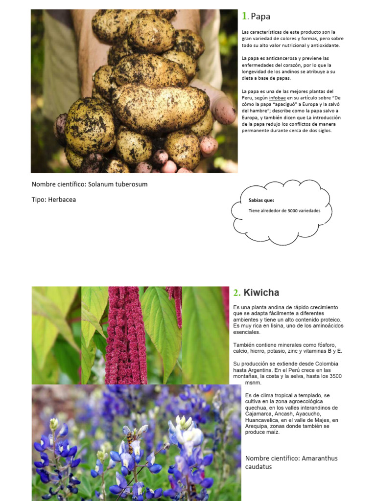 QUE SON LAS PLANTAS NATIVAS EJEMPLOS visual data 5