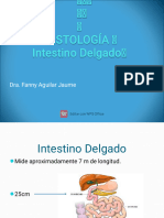 Intestino Delgado