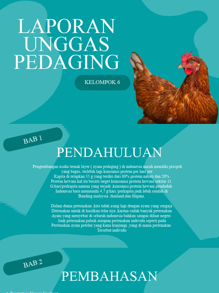 Panduan Ternak Ayam Pedaging | PDF