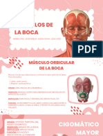 Musculos de La Boca