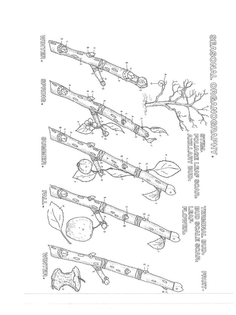 Tree Branch - Coloring Sheet | PDF