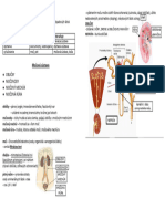 Vylučovanie - Močová Sústava - Poznámky