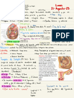 Obstetricia. Anatomía Interna