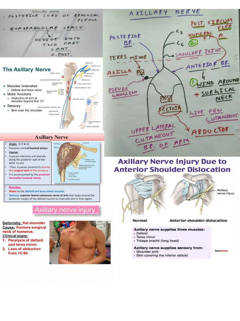 Axillary Nerve | PDF