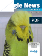 Budgie News 2021