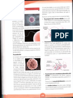 Fecundacion - Parto