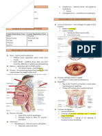 Respiratory System