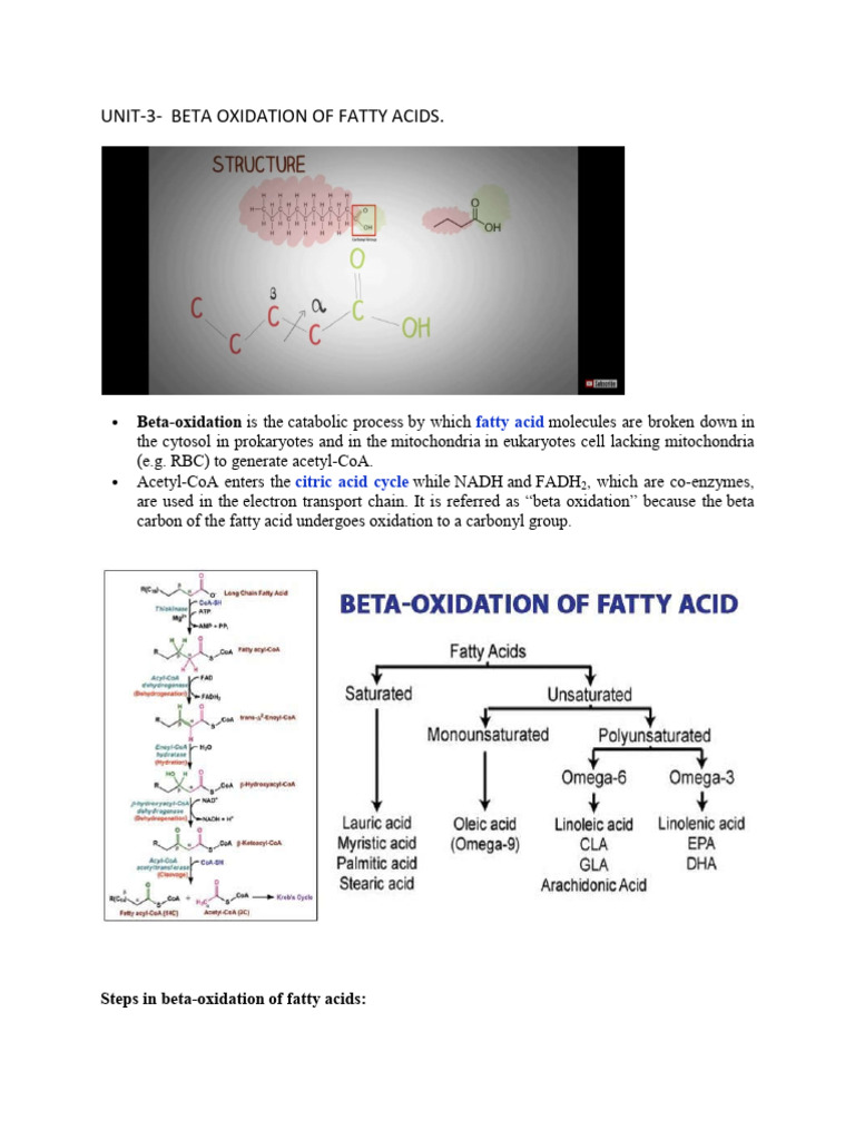 Beta Oxidation of Fatty Acids | PDF | Mitochondrion | Molecular Biology