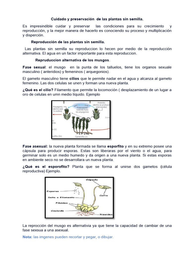 Reproduccion Alternativa de Los Musgos Clases Virtuales. | PDF