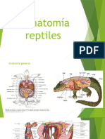 Anatomia Reptiles v2