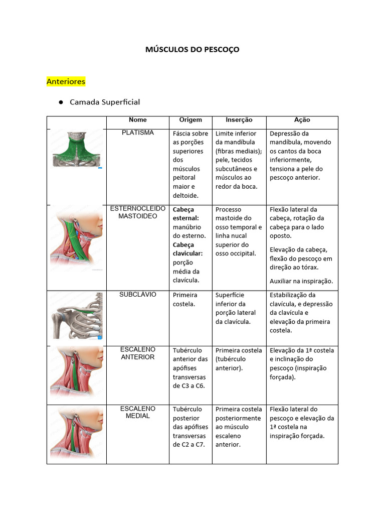 Músculos Do Pescoço Pdf