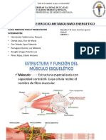 Adaptaciones Fisiológicas Por El Ejercicio