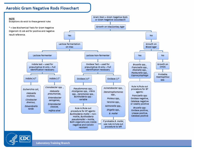 Aerobic Gram Negative Rods Identification | PDF | Gram Negative ...