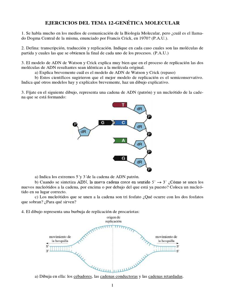Ejercicios 2 12 Genetica Molecular | PDF | Codigo genetico ...