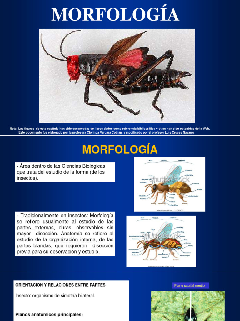 Morfología de Los Insectos I | PDF | Insectos | Hexapoda