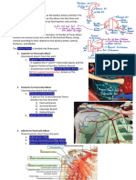 Upper Limb Circulatory System