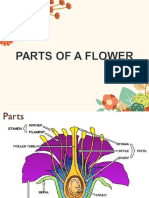 Parts of A Flower