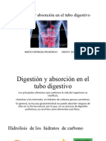 Digestión y Absorción en El Tubo Digestivo de Quesada