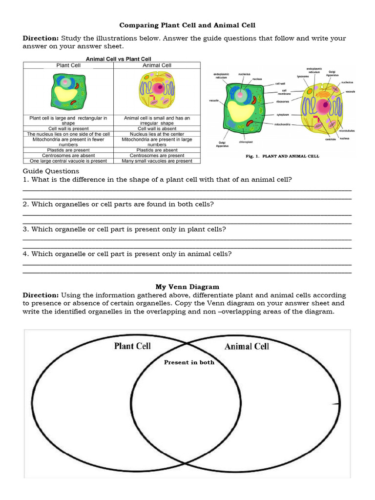 Plant and Animal Cell Comparison Guide | PDF | Tropical Cyclones | Oceans
