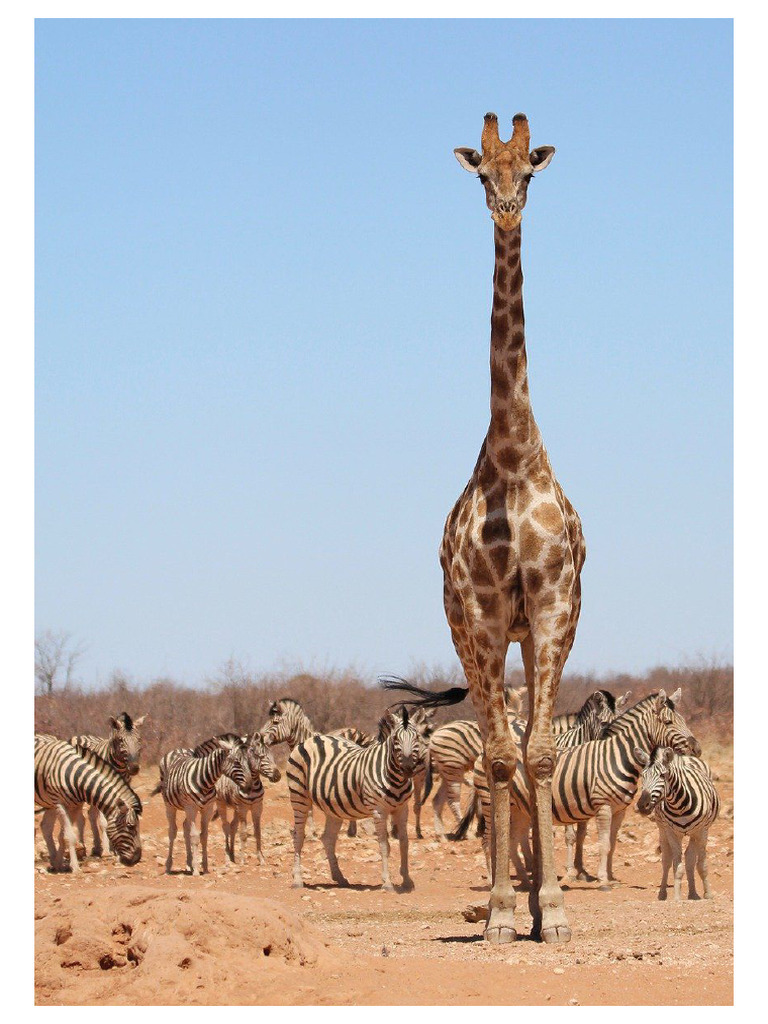 Giraffe-8054174 1280 | PDF
