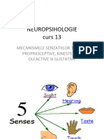 Neuropsihologie 13