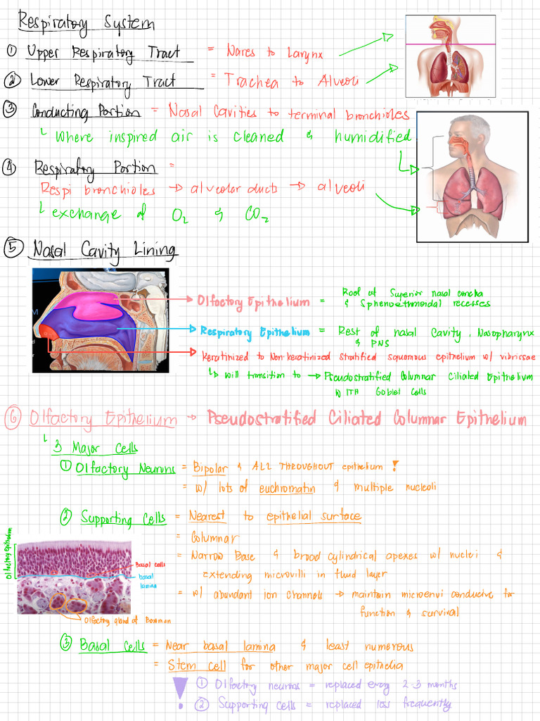 Respiratory Histology Pdf Respiratory Tract Morphology Biology