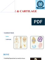 Bone & Cartilage - BPT