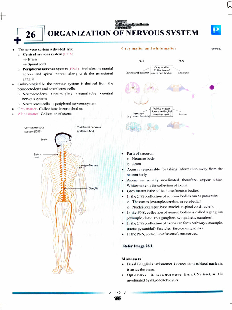 Neuro Anatomy | PDF