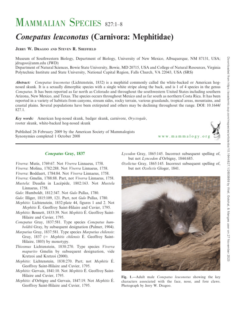 Conepatus Leuconotus PDF