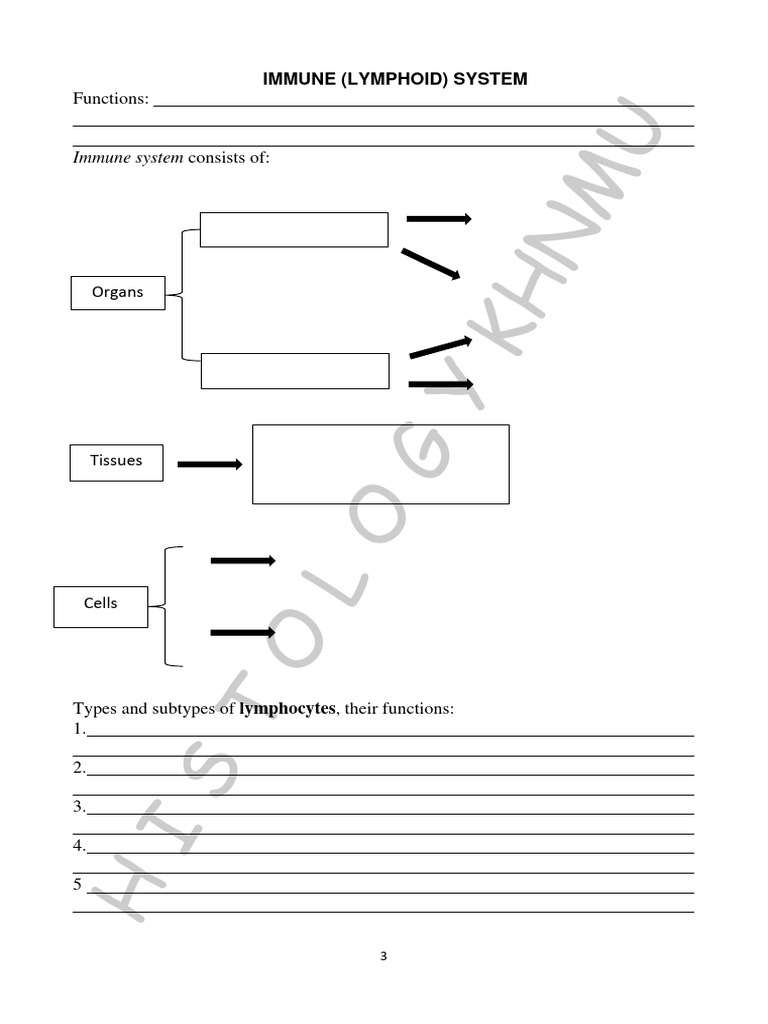 Immune System Histology Overview | PDF | Lymphatic System | Lymph Node