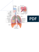 Imprimir Anatomia Pulmonar