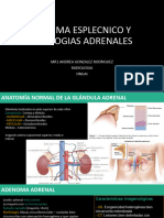 Bazo y Adrenal